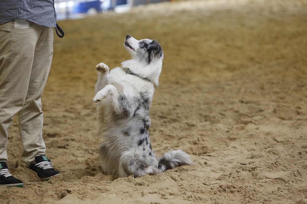 Hund Katze Co 2020 Haustiermesse Hamm Die Hundemesse